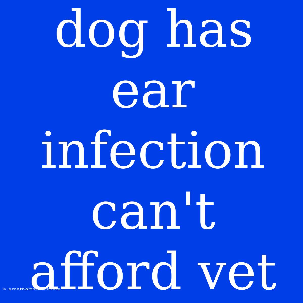 Dog Has Ear Infection Can't Afford Vet